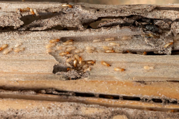 Trusted Mullens, WV Pest Control Experts